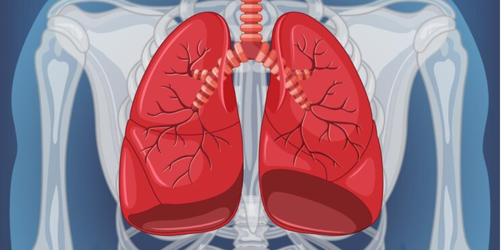 Discover Lung Anatomy - From Base to Apex